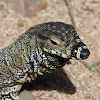 Lace Monitor Lizard