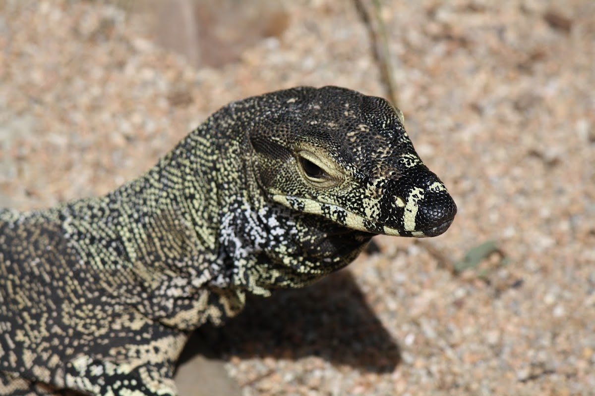 Lace Monitor Lizard