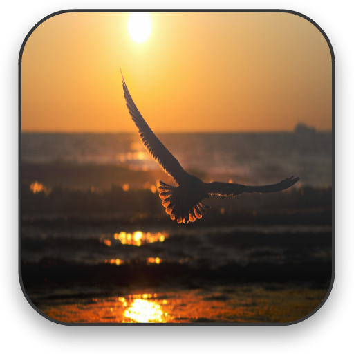 Seagull Free Video Wallpaper 個人化 App LOGO-APP開箱王