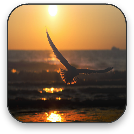 Seagull Free Video Wallpaper LOGO-APP點子