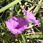 Beach Morning Glory