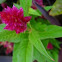 Plumed Cockscomb