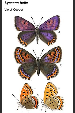 Android application Butterflies of NW Europe screenshort