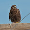 Rough-Legged Hawk