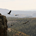 California Condor