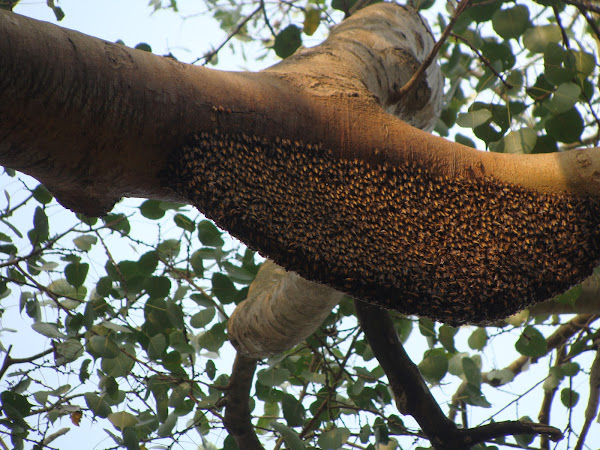 honey bee nest | Project Noah