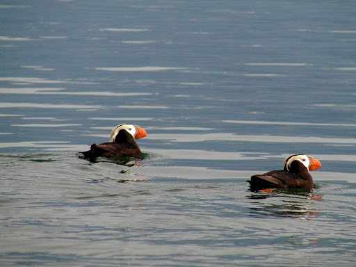 Glacier-Bay-puffin-swim - Swimming puffins in the waters of Glacier Bay National Park, Alaska.