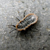 Female Psyllid bug