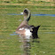 American Wigeon    male in eclipse plumage