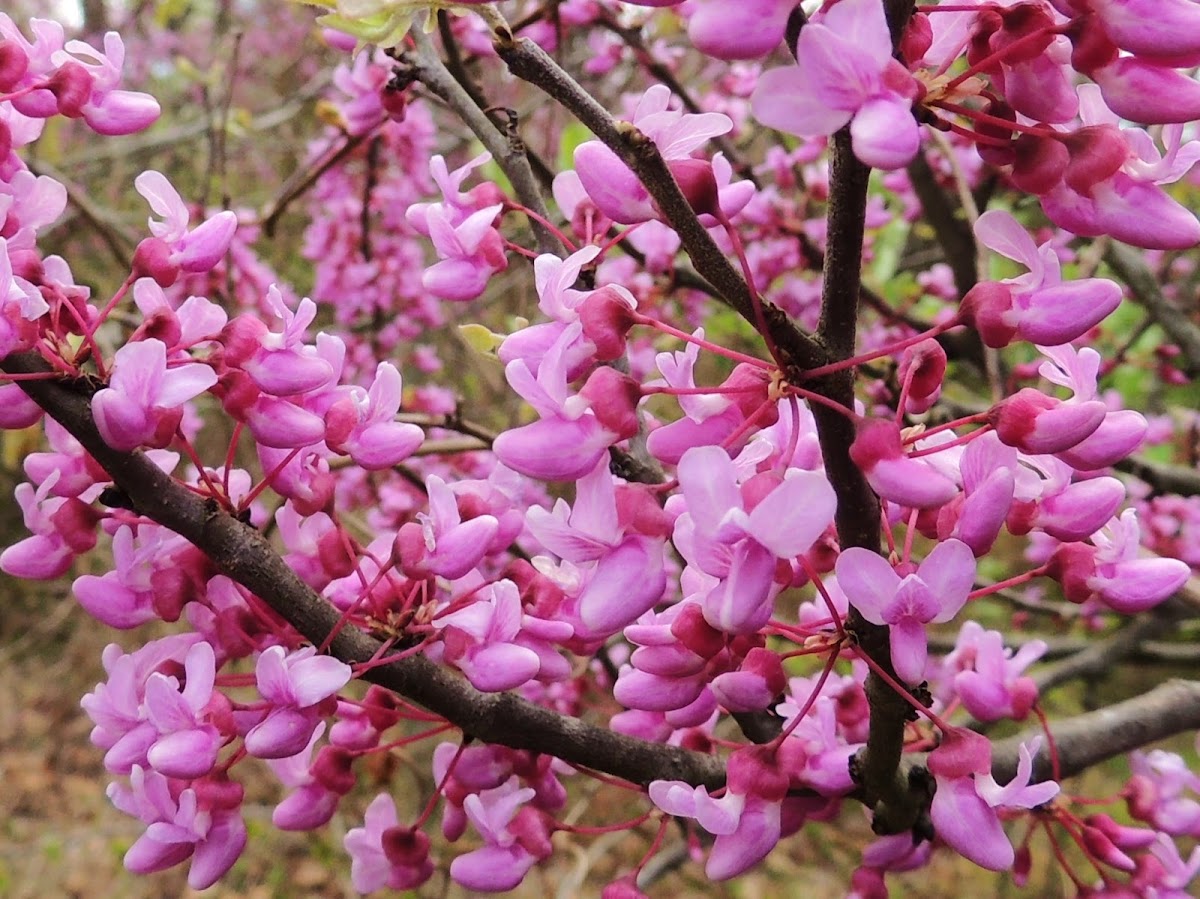 Forest Pansy redbud tree