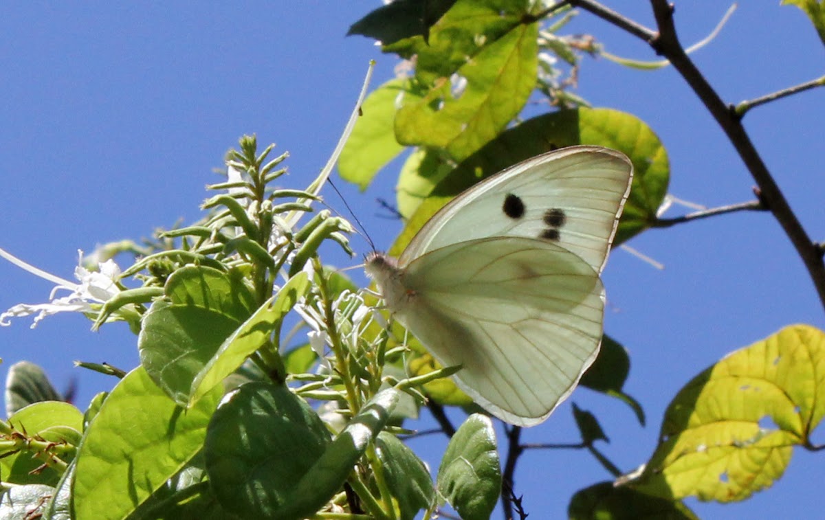 Giant White