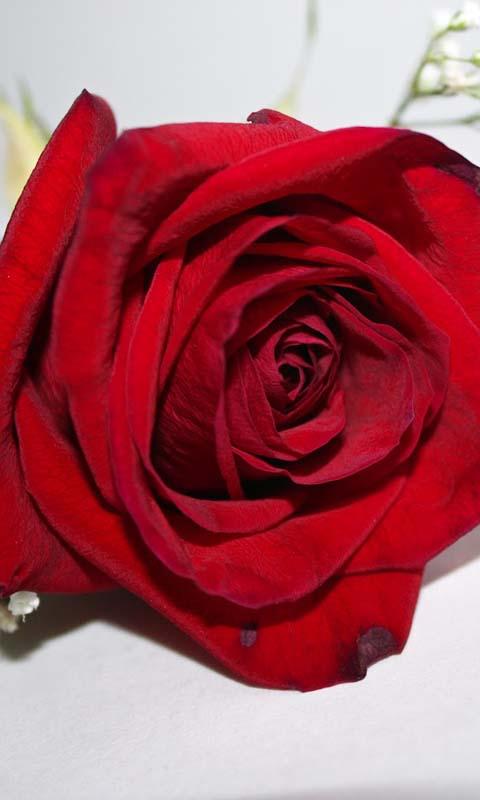 3D Love Roses Live Wallpaper Screen 4