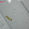 Indianmeal Moth (larva & eggs)