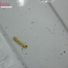 Indianmeal Moth (larva & eggs)