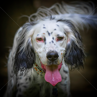 by Andrew Lawlor - Animals - Dogs Portraits