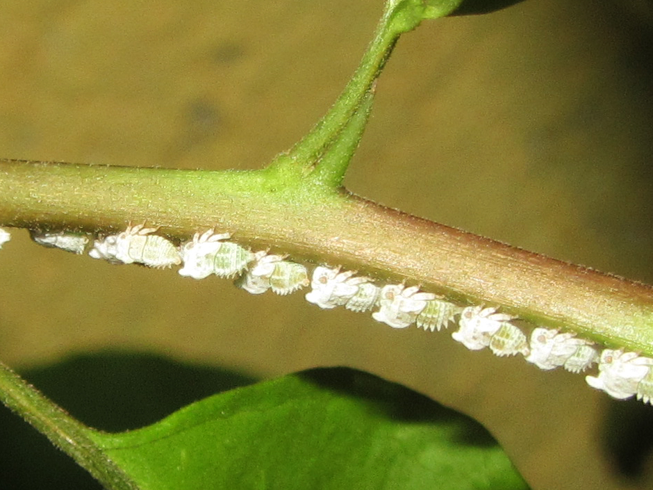 Treehopper (nymphs)