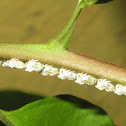 Treehopper (nymphs)