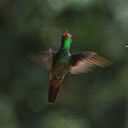 Rufous-tailed Hummingbird