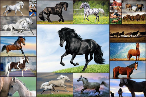 Horse games - Jigsaw Puzzles