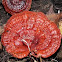 Reishi Mushroom