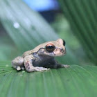 Spike thumb frog