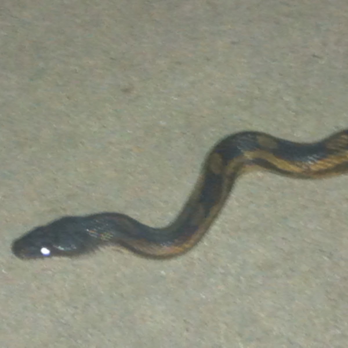 Texas Rat Snake #2