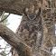 Great Horned Owl