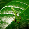 Green Leaf Mantis