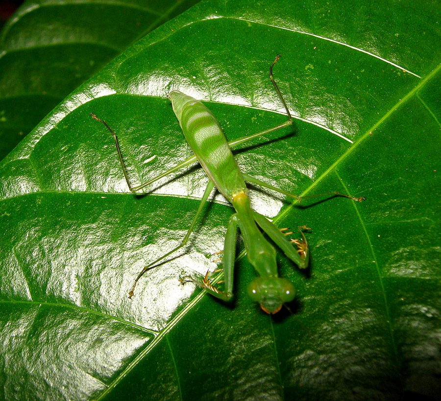Green Leaf Mantis