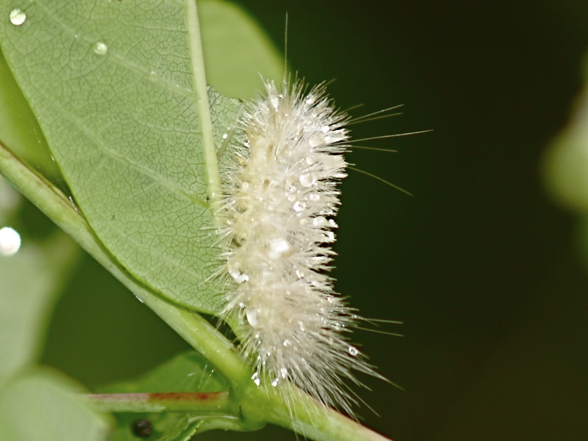 Virginian Tiger Moth Caterpillar ?