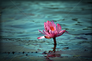 Lotus by Debasish Sharma -  
