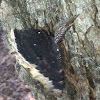 Mourning Cloak and Hackberry butterflies