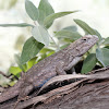 Western Fence Lizard (Blue Bellies)