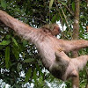 Three toed white sloth
