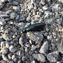 Oil Beetle