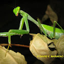 Preying mantis