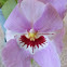 Pansy Orchid