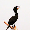 Double Crested cormorant