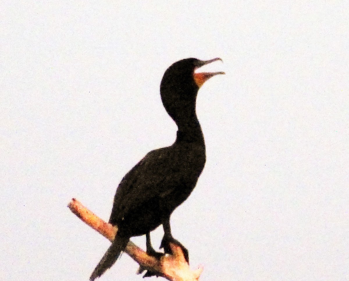 Double Crested cormorant