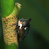 Thorn Mimicking Treehopper