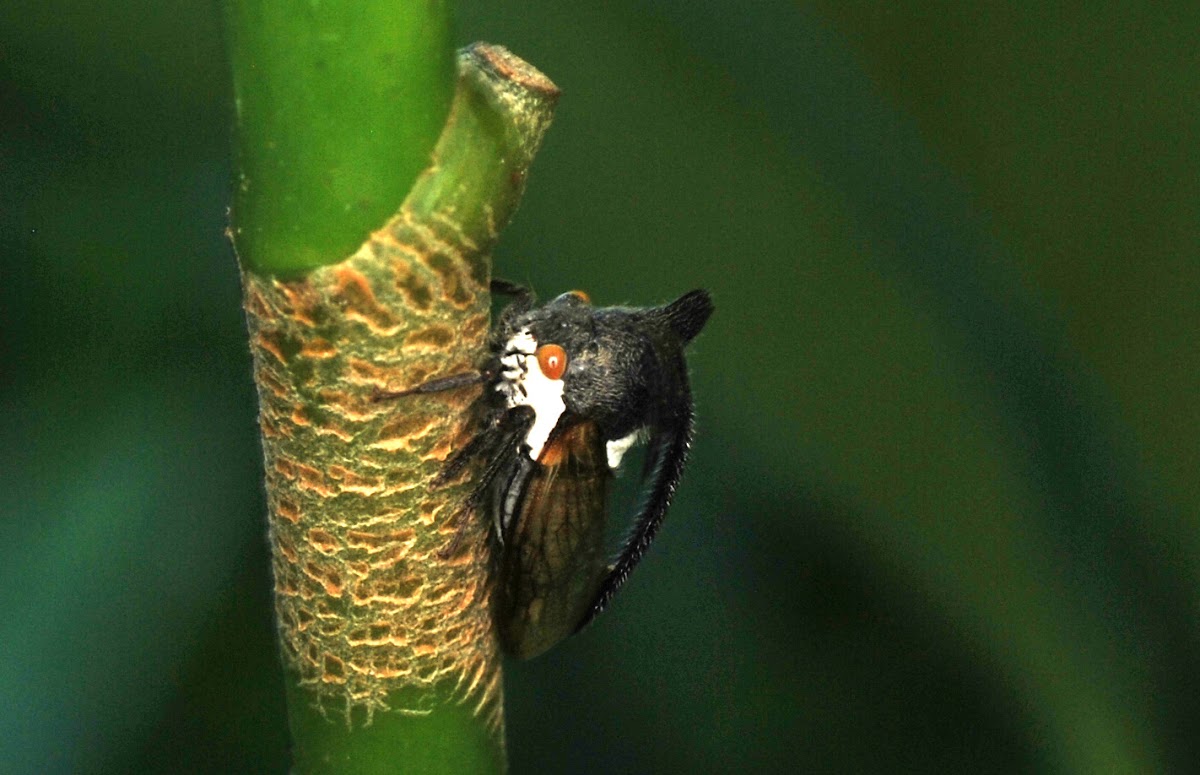 Thorn Mimicking Treehopper