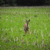 Red Deer (juvenile female)