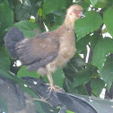 Australian Brush Turkey Chick