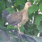 Australian Brush Turkey Chick