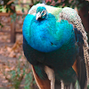 Close up picture of the Indian Peafowl
