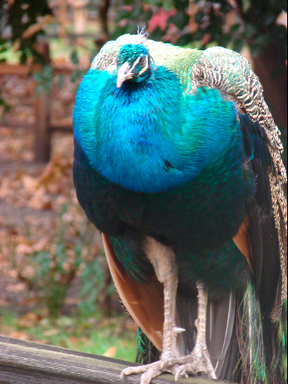 Close up picture of the Indian Peafowl