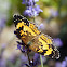 Silvery checkerspot