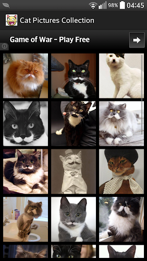 Cat Pictures Collection