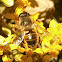 Syrphid Honey Bee Mimic