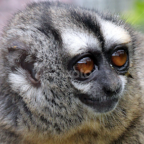 Douroucouli Monkey by Ralph Harvey - Animals Other Mammals
